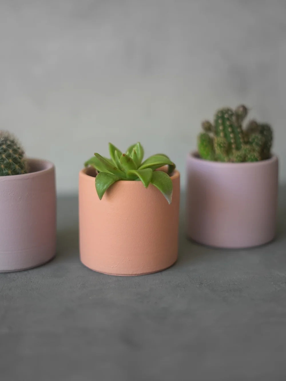 Pots de cactus